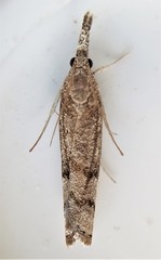 Neodactria zeellus