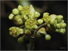 Lindera erythrocarpa