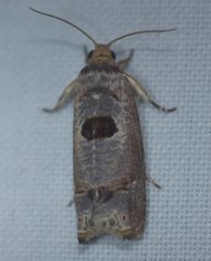 Episimus augmentana
