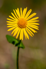 Doronicum caucasicum