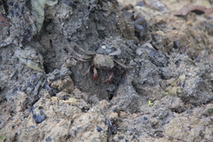 Episesarma chentongense