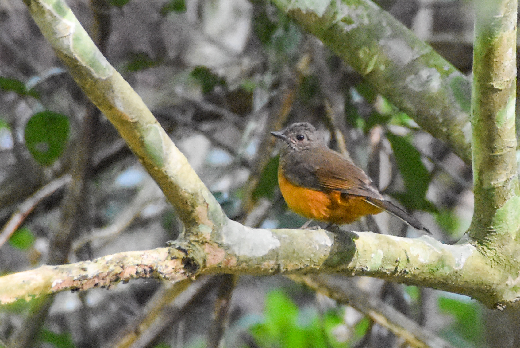 Finsch's Rufous Thrush (Stizorhina finschi), photo 1