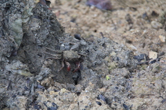 Episesarma chentongense