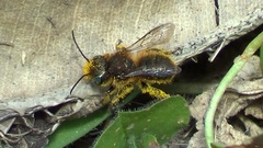 Osmia