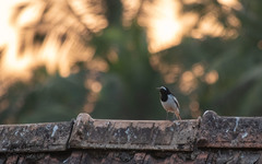 Motacilla maderaspatensis