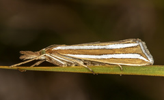 Hednota bivittella