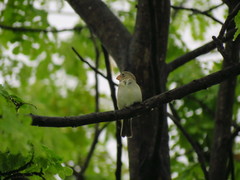 Sporophila peruviana