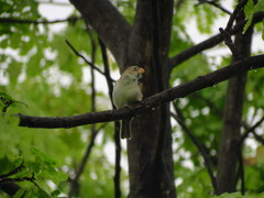 Sporophila peruviana