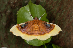 Eupastranaia