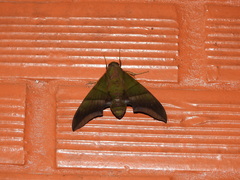 Oryba achemenides