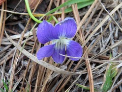 Viola septemloba