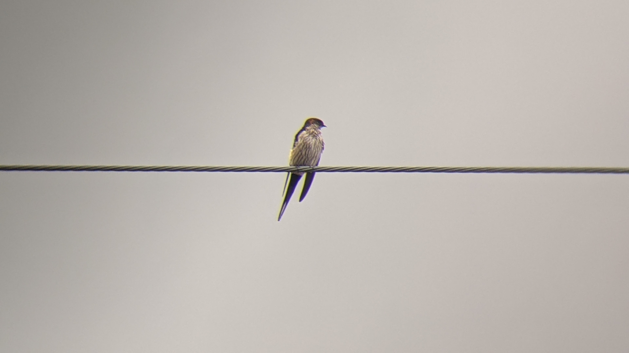 Striated Swallow illustration
