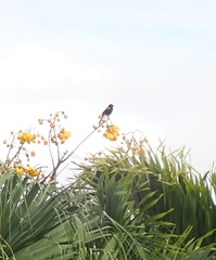 Icterus portoricensis