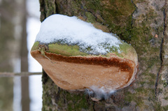 Fomitiporia hartigii