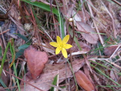Hypoxis juncea