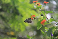 Ideopsis vulgaris macrina