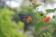 Ideopsis vulgaris macrina