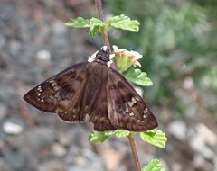 Ephyriades arcas