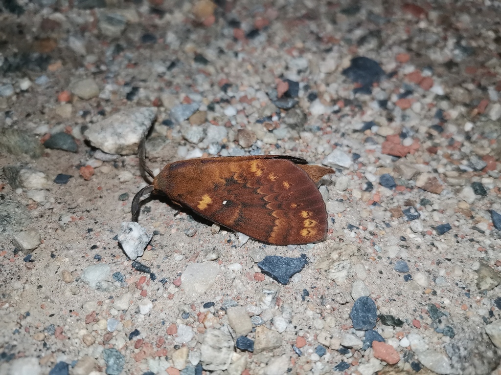 Dendrolimus kikuchii