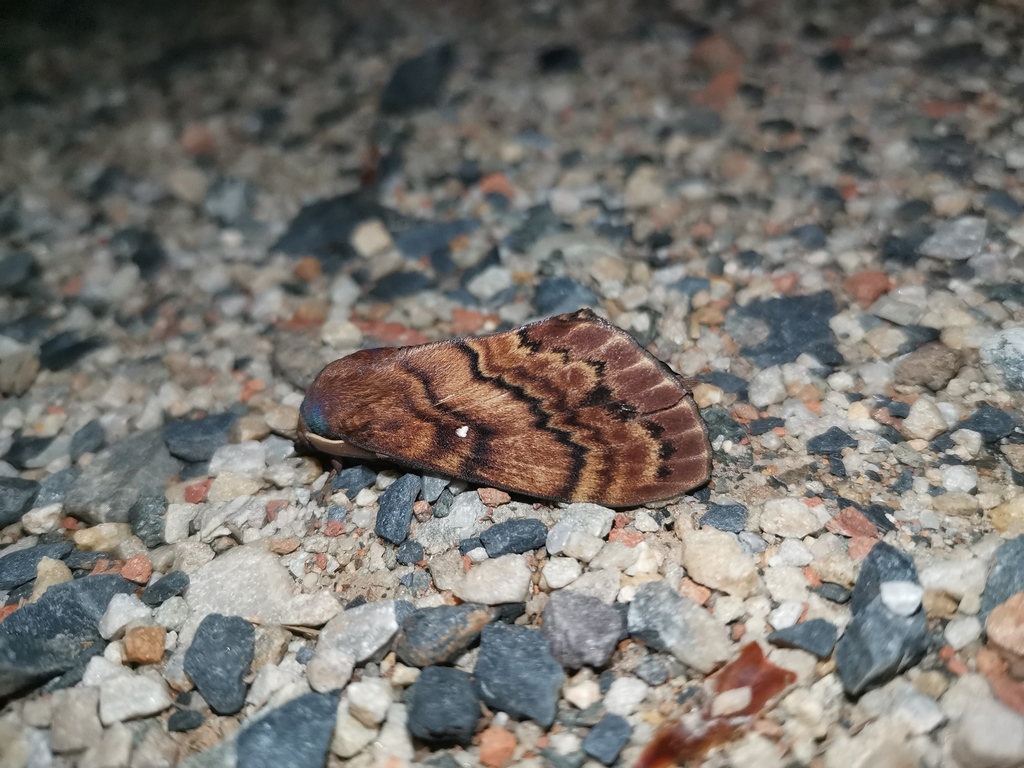 Dendrolimus rex