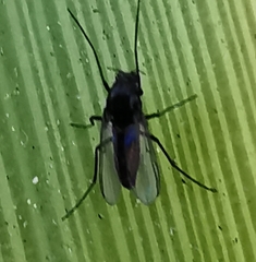 Chironomidae
