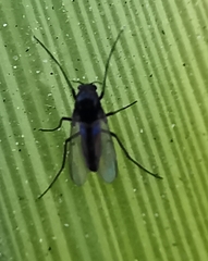 Chironomidae