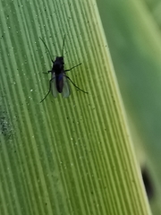 Chironomidae