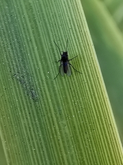Chironomidae