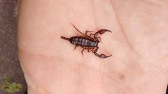 Euscorpius germanus