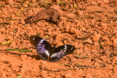 Hypolimnas salmacis salmacis