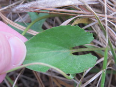 Viola septemloba