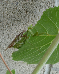 Mantidae