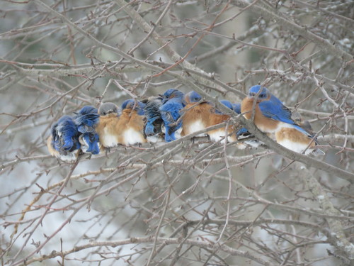 Common Eastern Bluebird photographed in Vermont