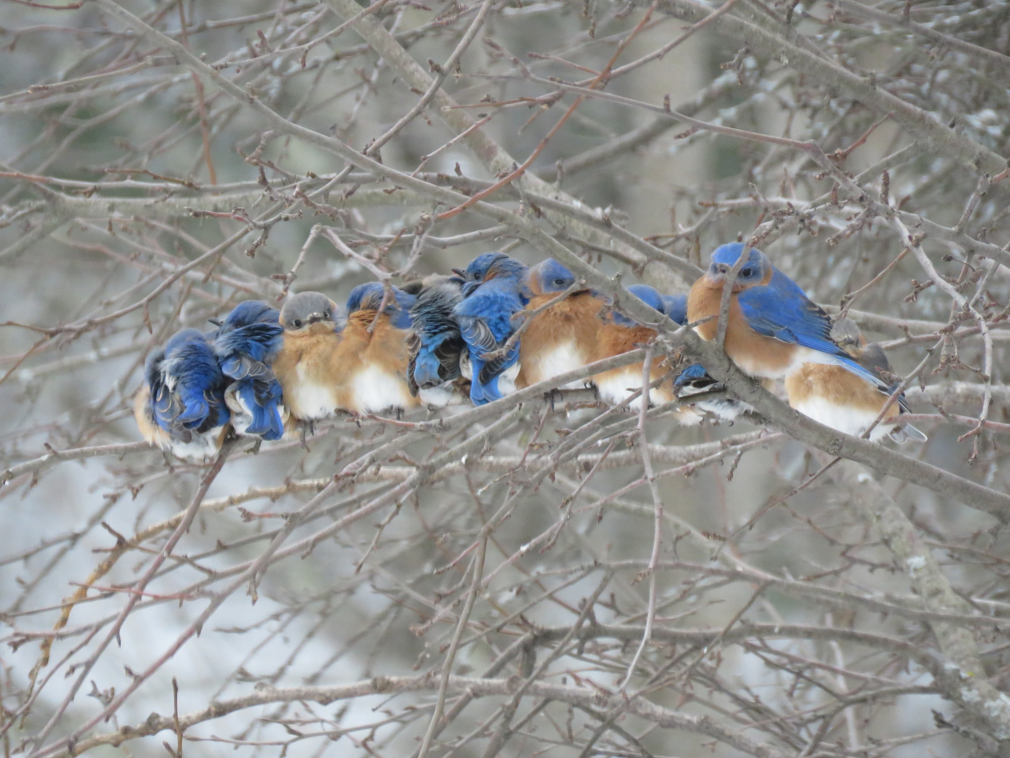 Eastern Bluebird illustration
