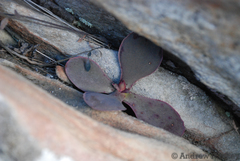 Kalanchoe