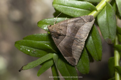Bastilla maturescens