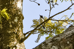Megabyas flammulatus