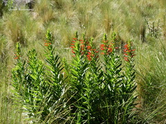 Siphocampylus foliosus