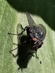 Calliphora vicina