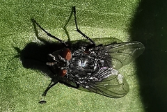 Calliphora vicina