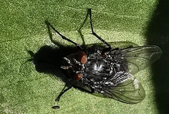 Calliphora vicina