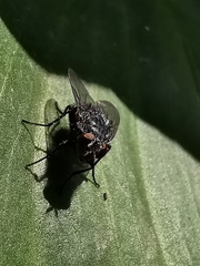 Calliphora vicina