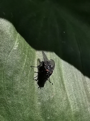 Calliphora vicina