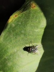 Calliphora vicina