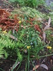 Narcissus cyclamineus