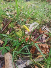 Narcissus cyclamineus