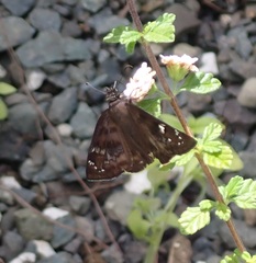 Ephyriades arcas