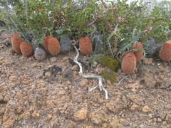 Banksia gardneri