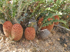Banksia gardneri