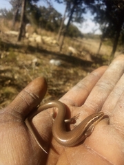 Plestiodon tetragrammus brevilineatus